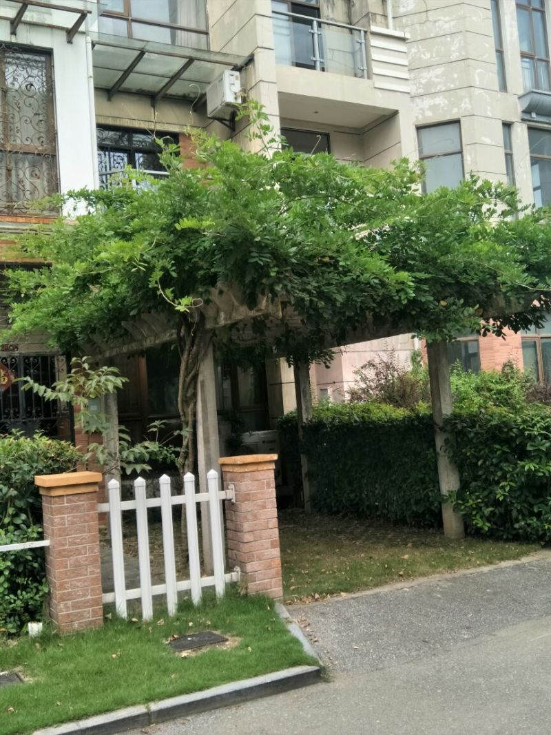 紫藤5cm以上2.5~3米