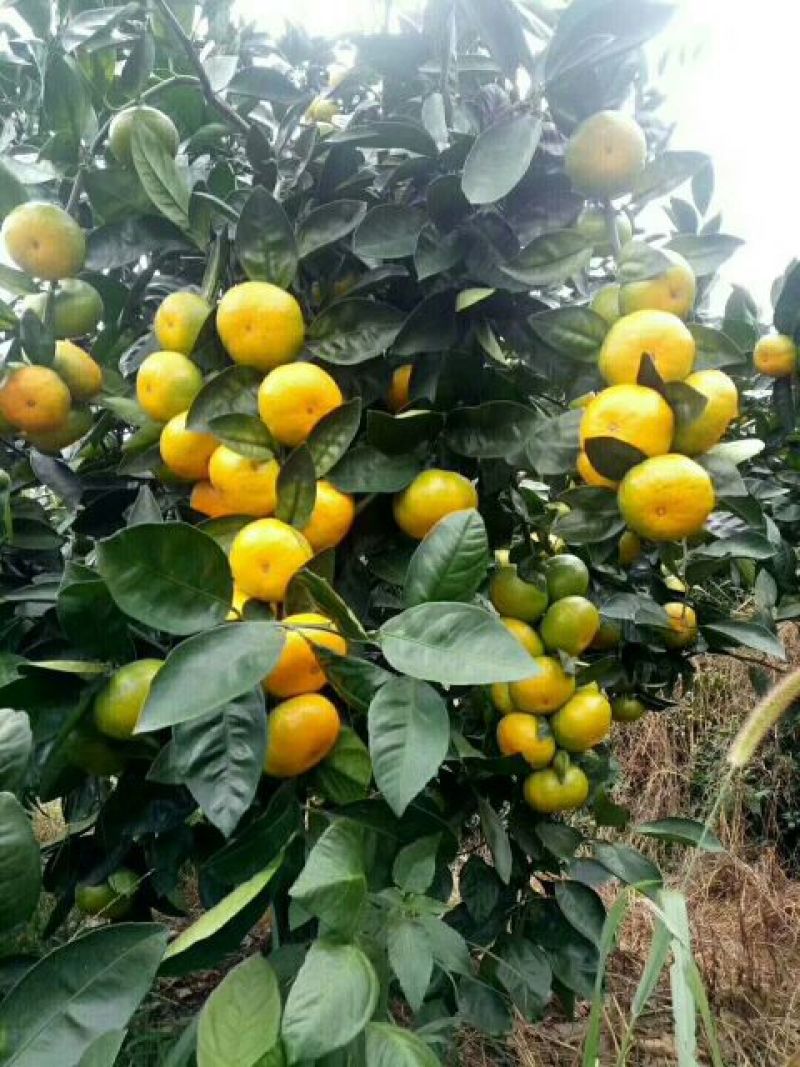 特早无核蜜橘，入口化渣，产地直销，实地采摘，诚信经营