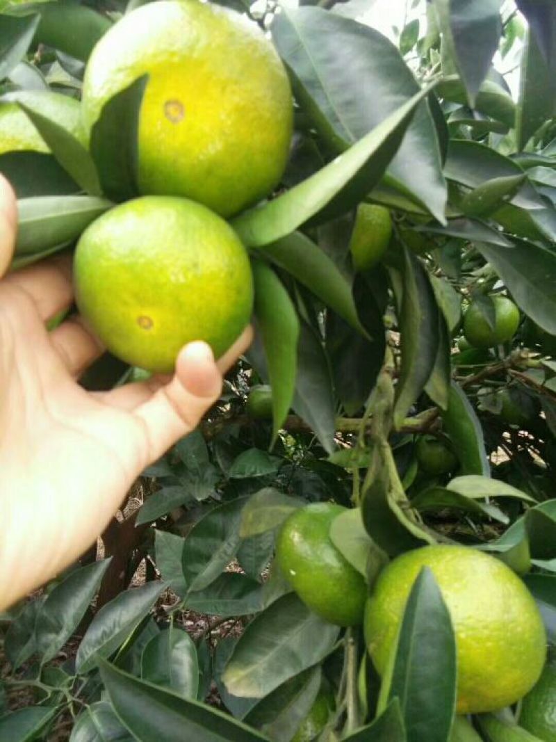 四川精品普早蜜橘甜蜜产地直销皮薄无籽水分充足可视频选货