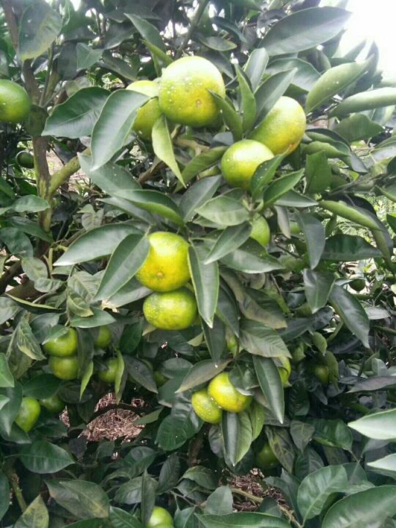 四川精品普早蜜橘甜蜜产地直销皮薄无籽水分充足可视频选货