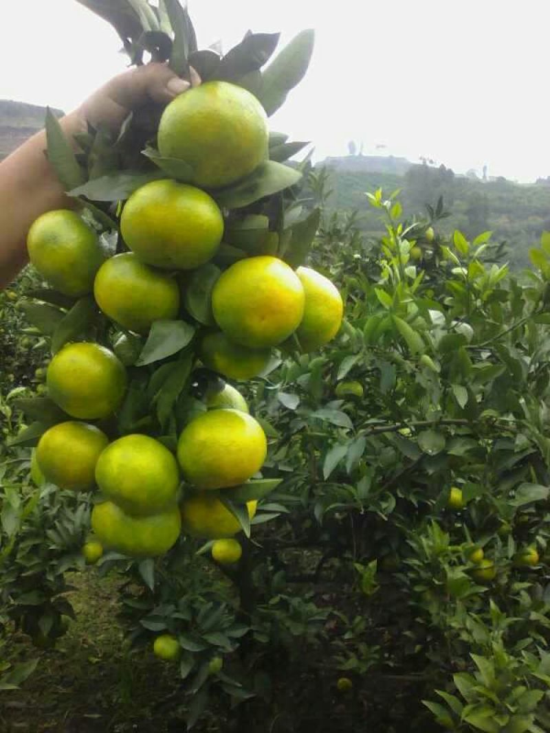 四川精品普早蜜橘甜蜜产地直销皮薄无籽水分充足可视频选货