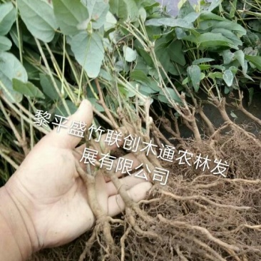 八月瓜苗挂果早新品种。需要联系