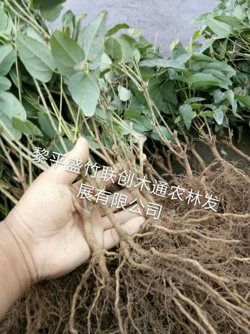 八月瓜苗挂果早新品种。需要联系