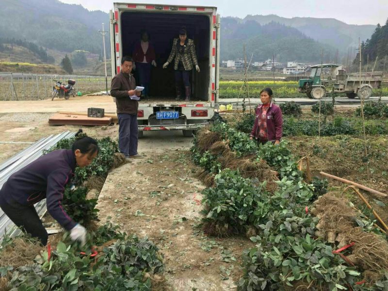 八月瓜苗挂果早新品种。需要联系