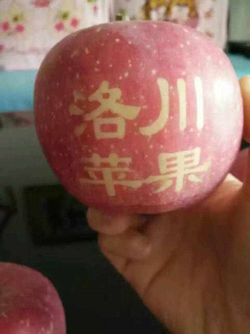 红富士苹果70mm以上纸袋