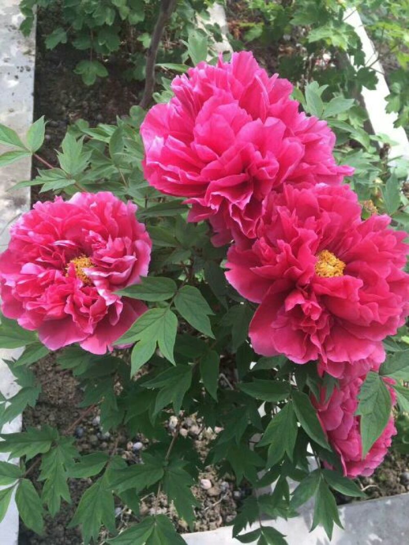 牡丹2~4cm4cm以下0.5~1米