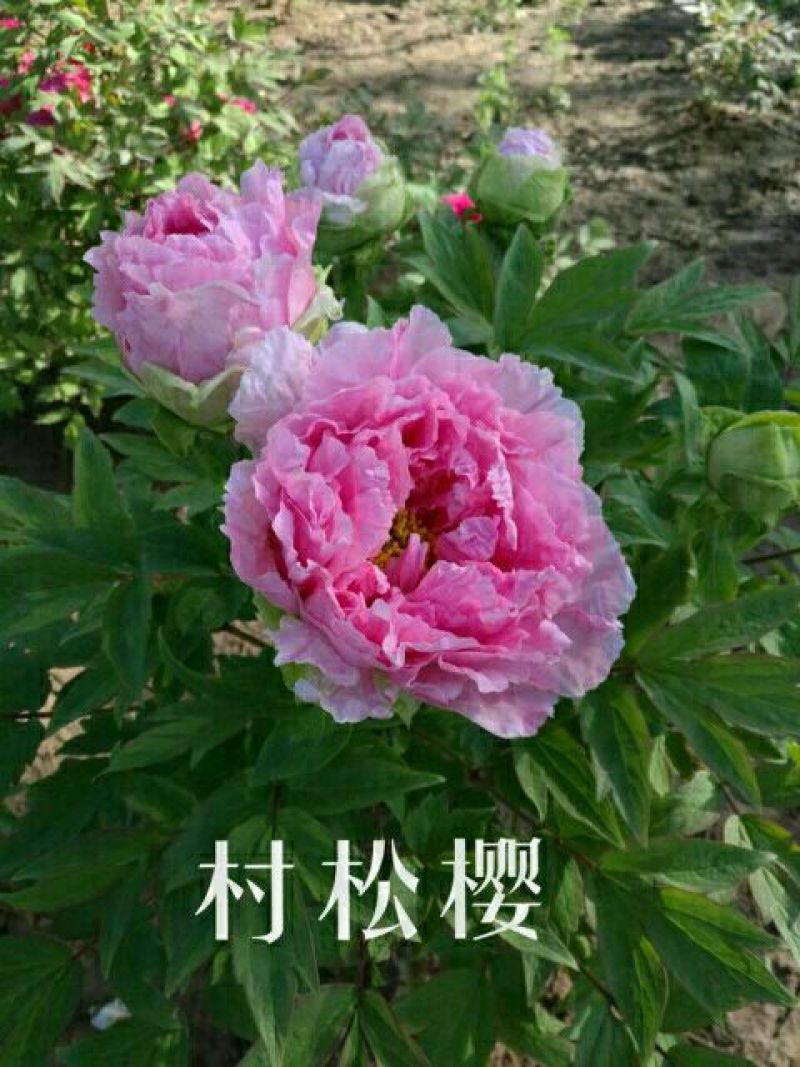 牡丹0.5米以下