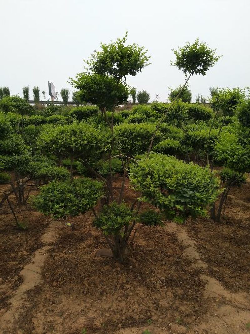 黄杨树桩（大叶冬青球）10~15cm