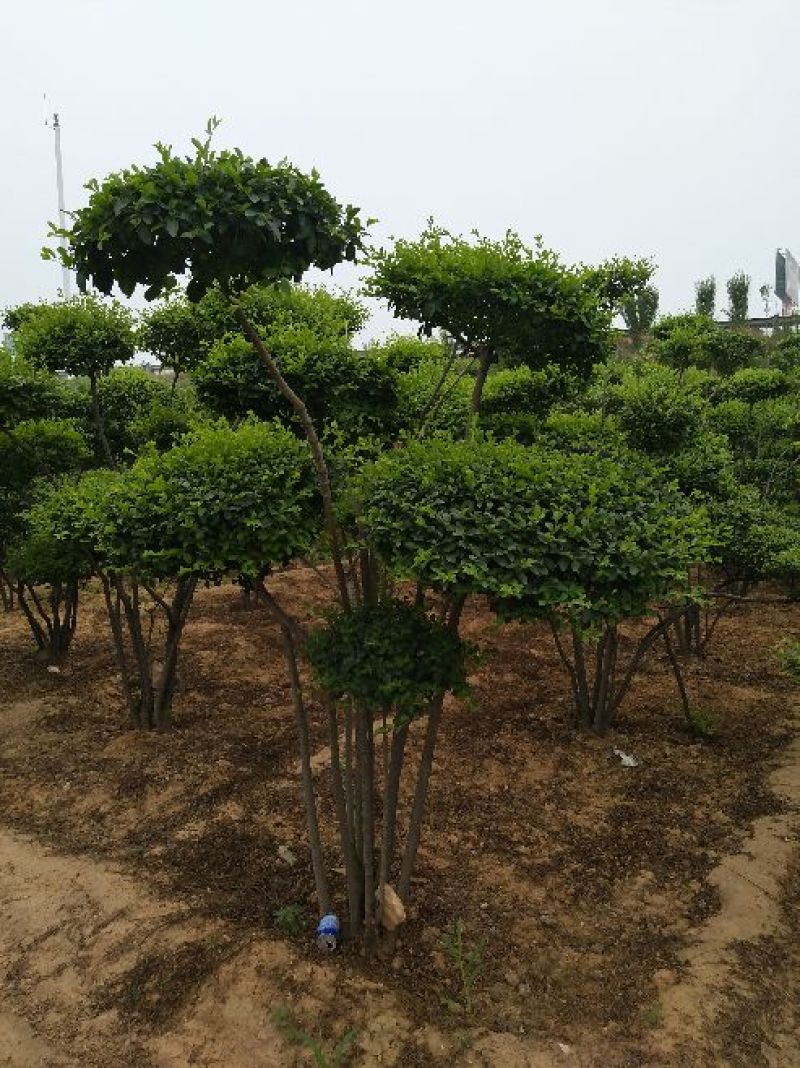 黄杨树桩（大叶冬青球）10~15cm