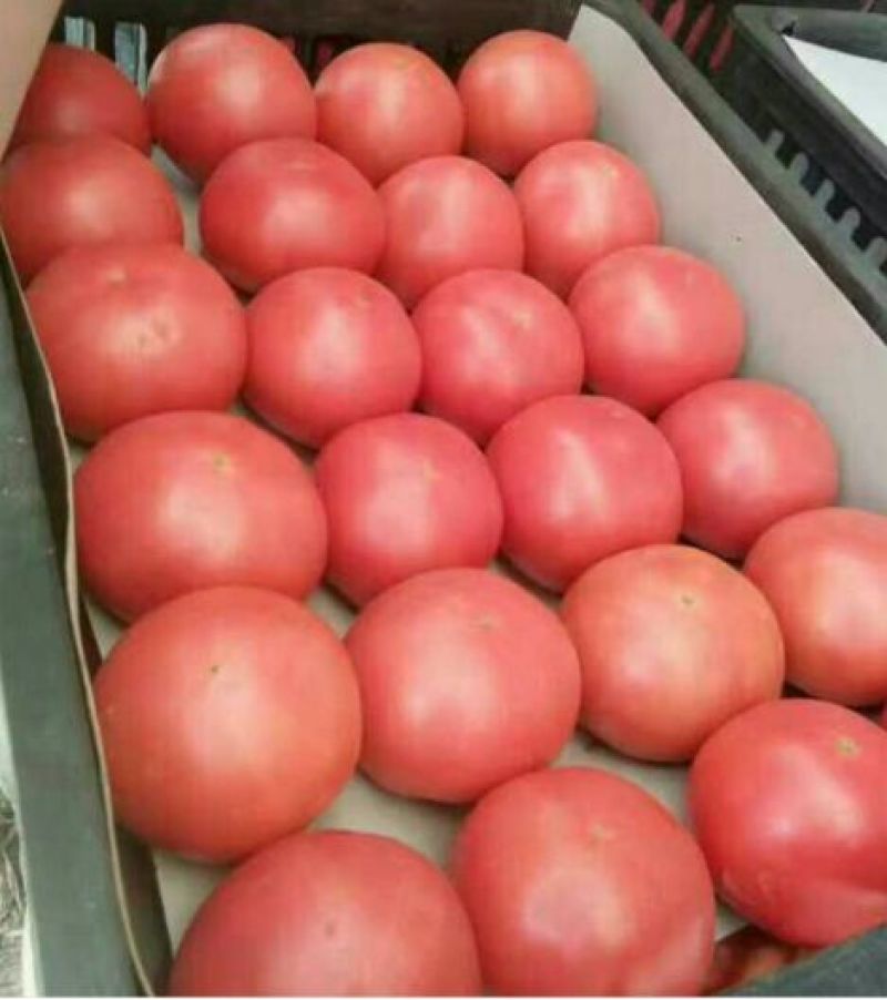 硬粉西红柿弧二以上硬粉精品