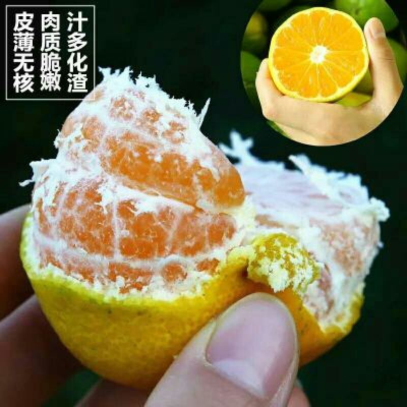 大石门柑桔蜜橘皮薄汁多口感好商超品质24小时在线
