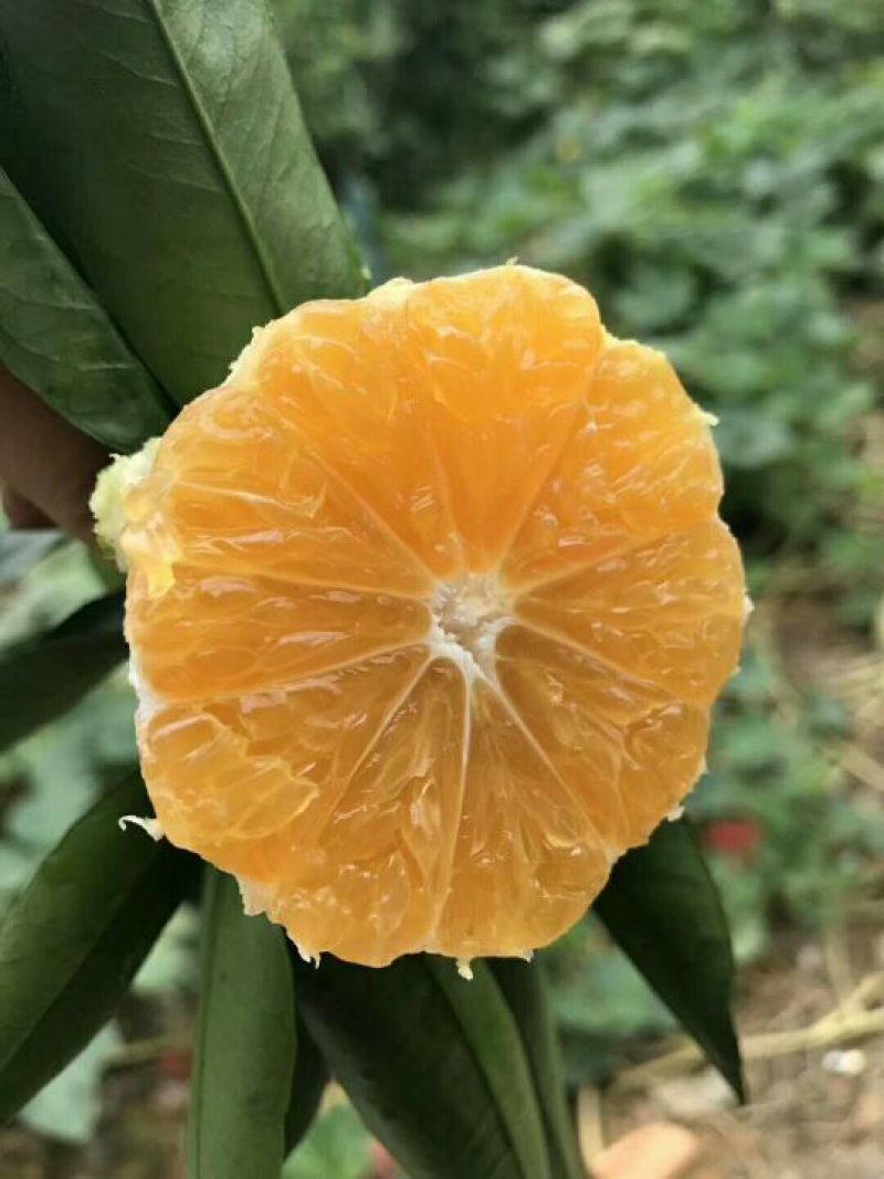 大石门柑桔蜜橘皮薄汁多口感好商超品质24小时在线