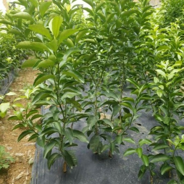 沙糖桔苗30~50cm