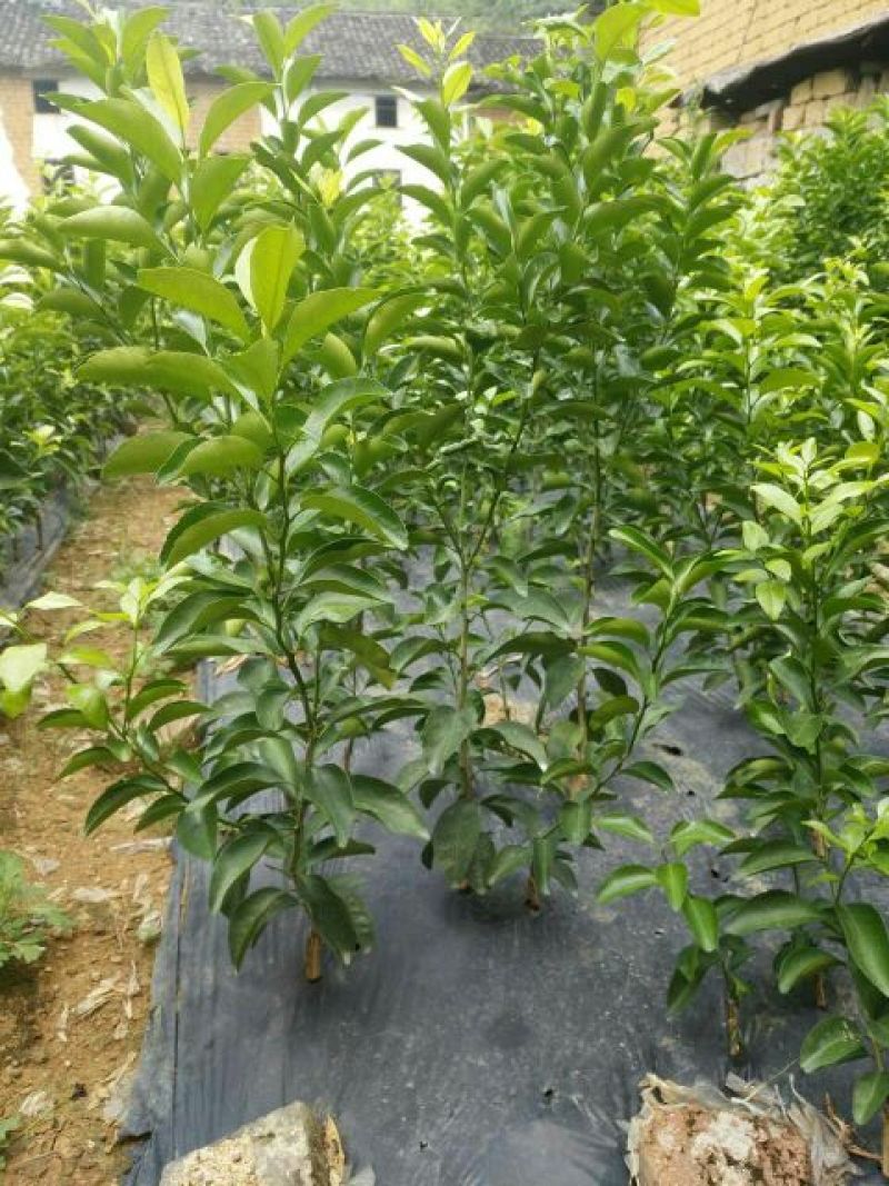 沙糖桔苗30~50cm