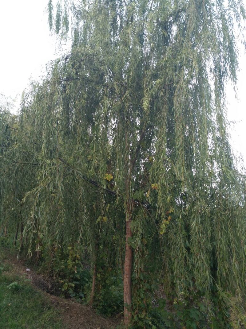 垂柳16~18cm14~16cm2.5~3米