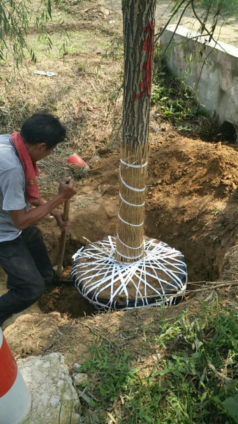 垂柳16~18cm14~16cm2.5~3米