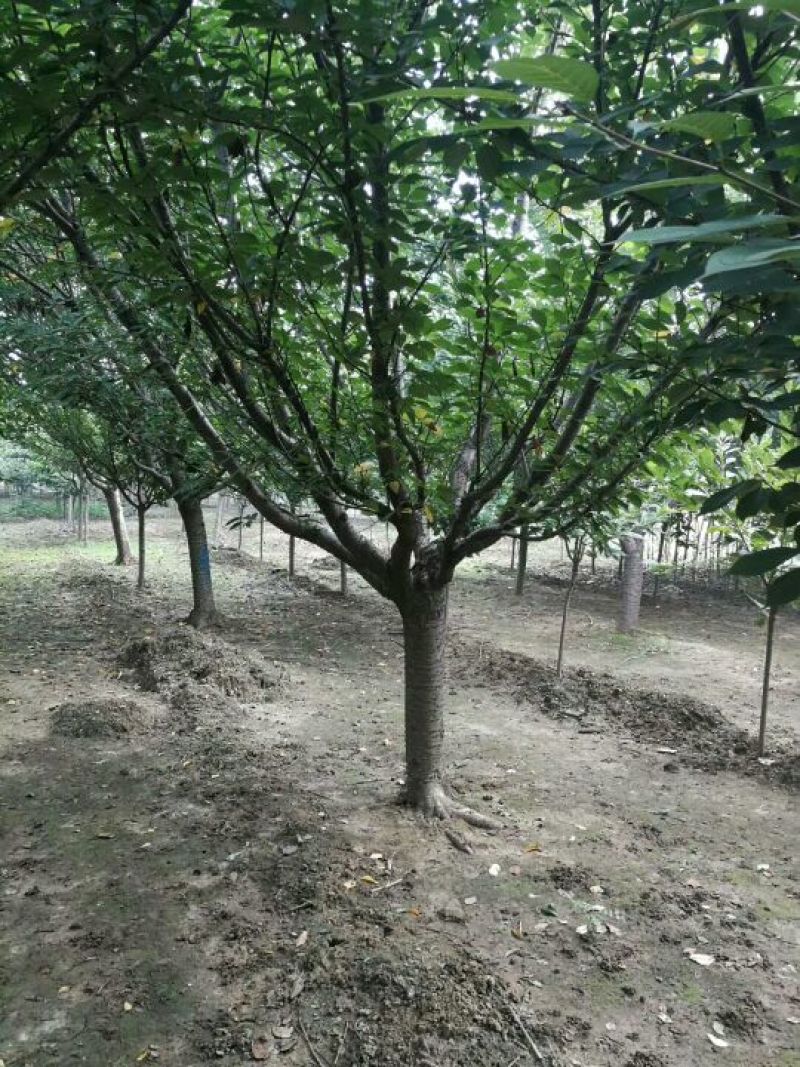 基地直发，日本晚樱，品质保证，成活率高，提供专业技术支持
