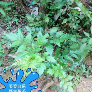 野生藤茶