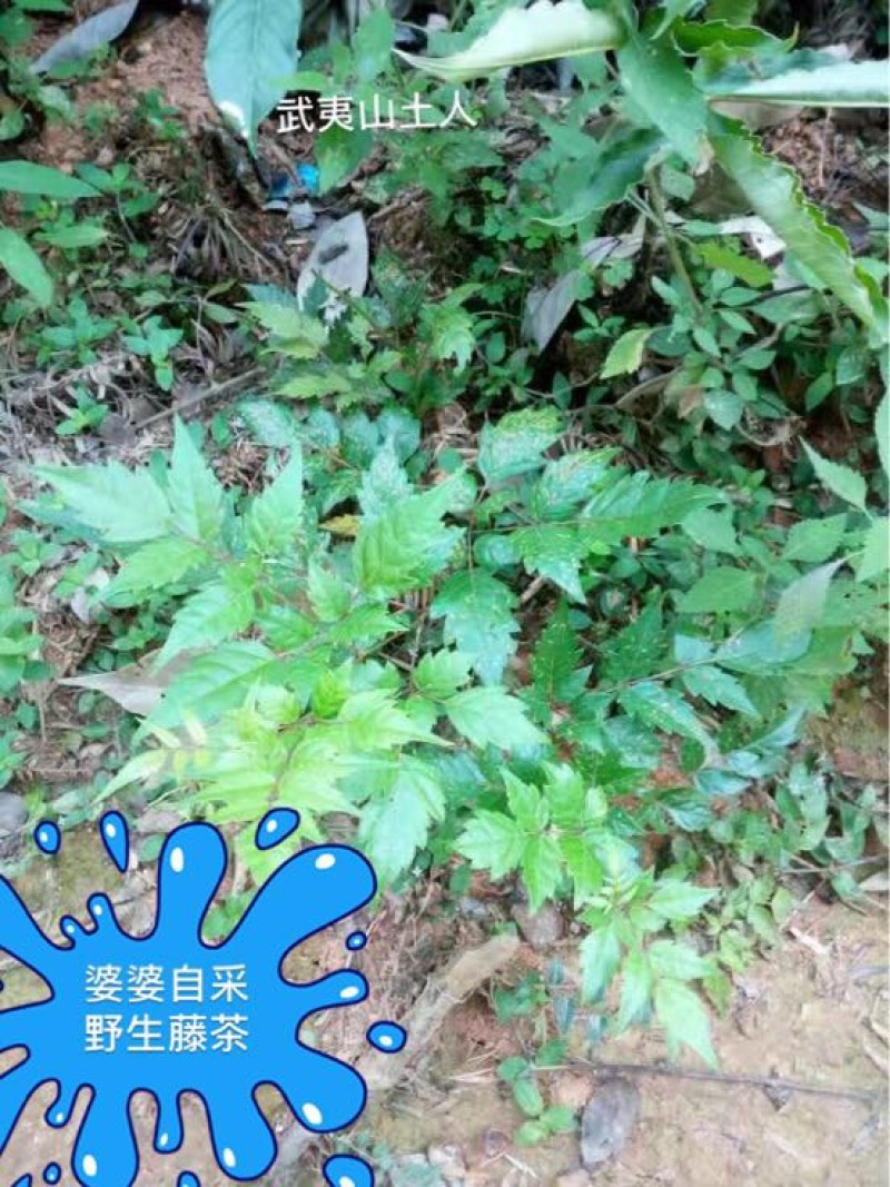 野生藤茶