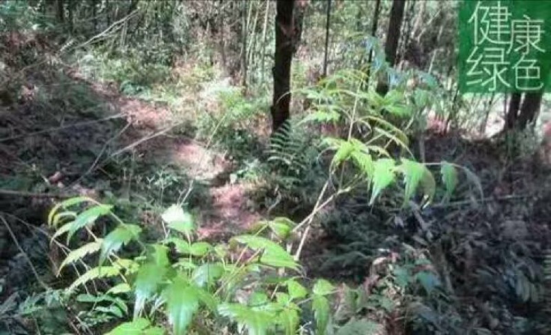 野生藤茶