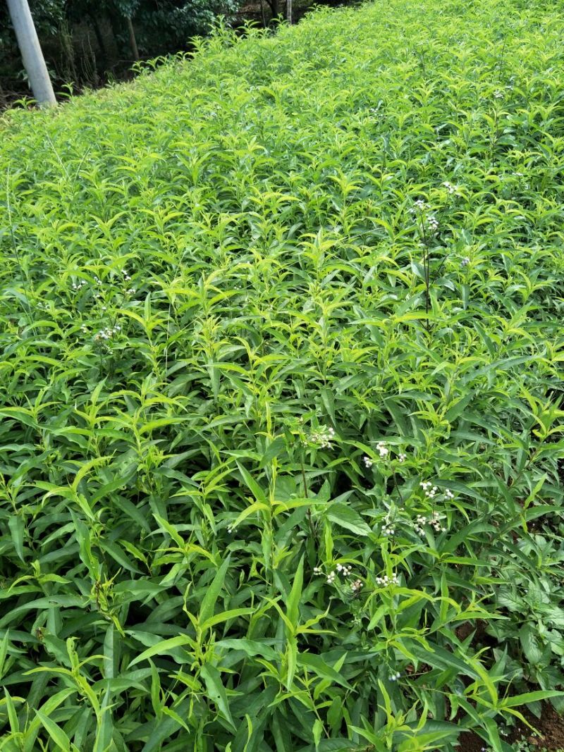桃树苗80cm以上
