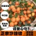 沙糖桔小叶桔基地直供以质论价品量保证欢迎订购