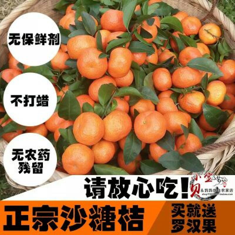 沙糖桔小叶桔基地直供以质论价品量保证欢迎订购