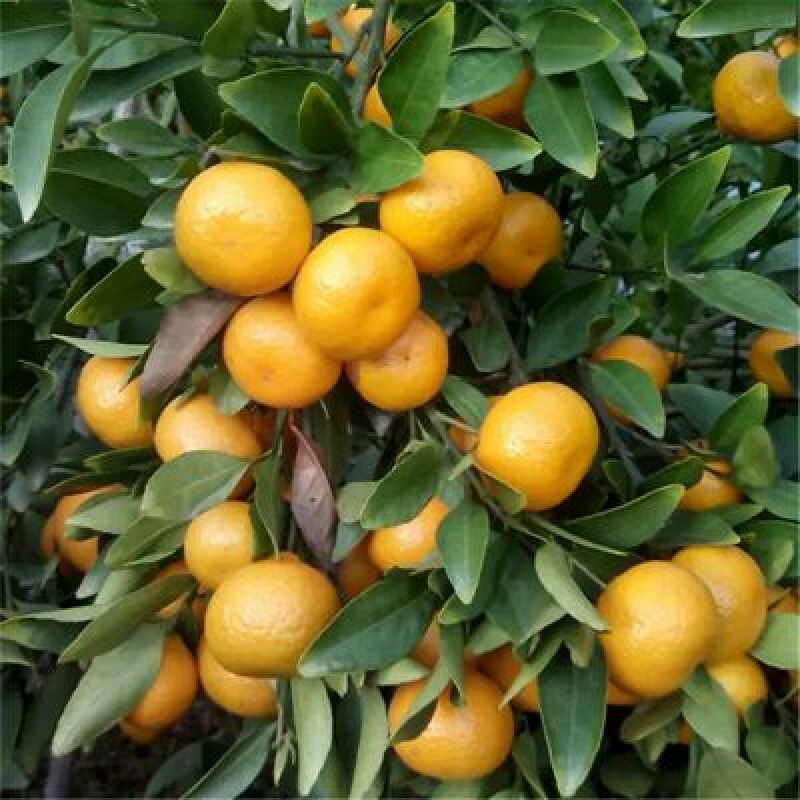 《热销榜推荐精品南丰蜜橘》产地大量供应诚信经营