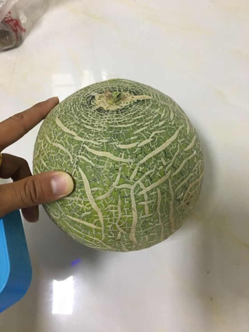 网纹瓜2斤以上椭圆形