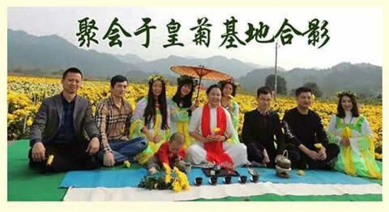 金丝皇菊茶特级