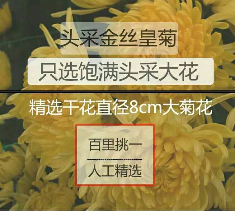 金丝皇菊茶特级