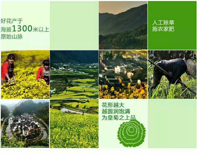 金丝皇菊茶特级