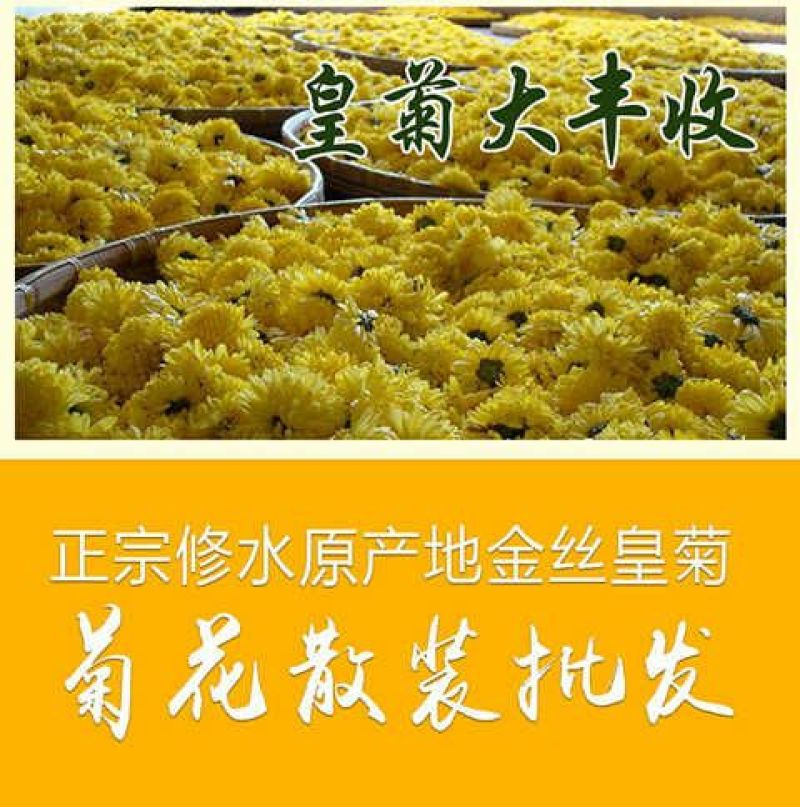 金丝皇菊茶特级