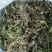 药用蒲公英野生全草