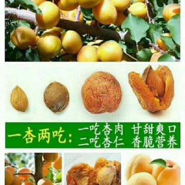 杏干