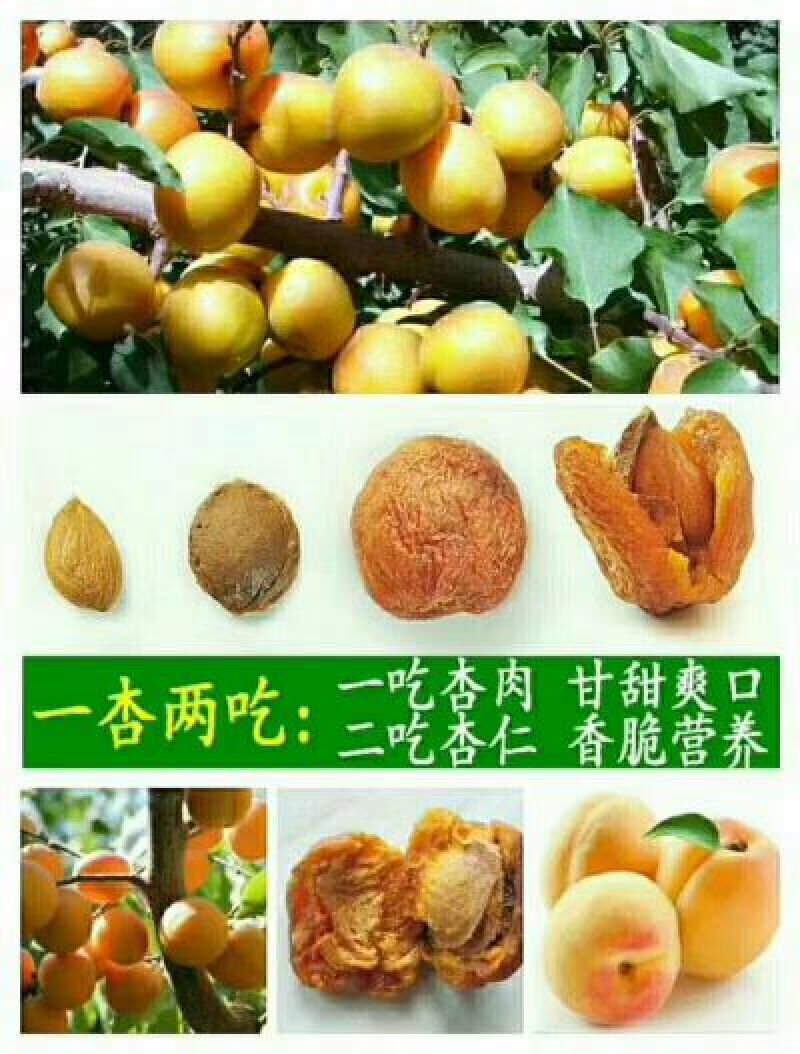 杏干