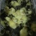 狮头鹅苗250g以上