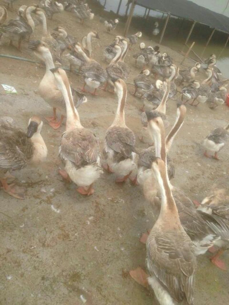 狮头鹅苗250g以上