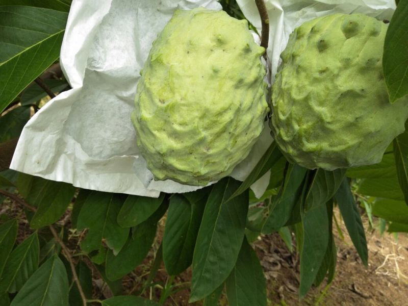 台湾释迦特级550~650g