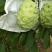 台湾释迦特级550~650g