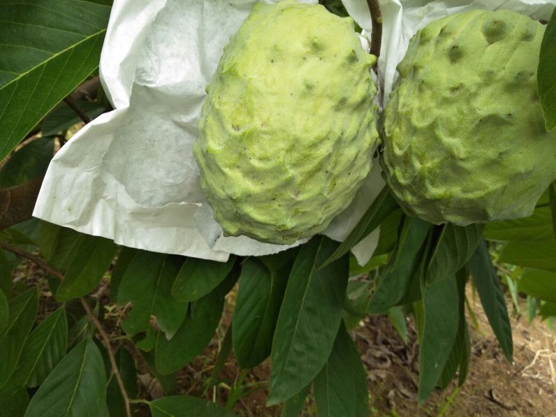 台湾释迦特级550~650g
