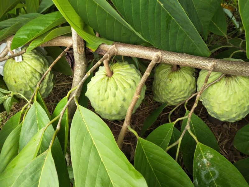 台湾释迦特级550~650g