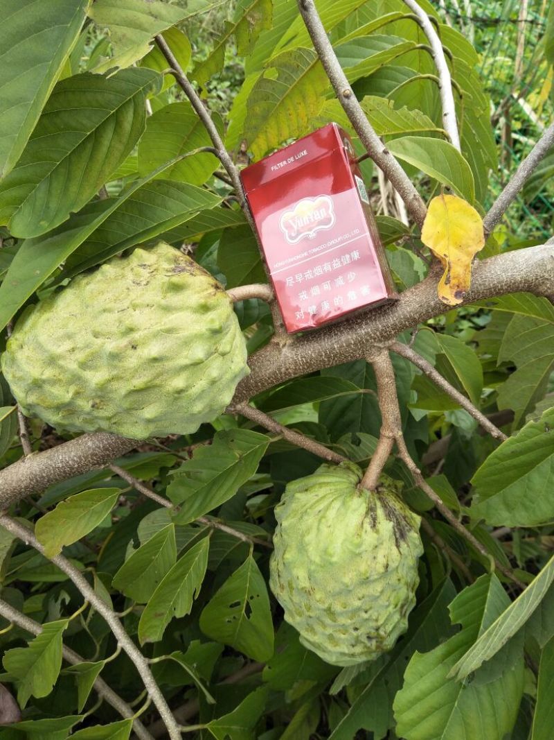 台湾释迦特级550~650g