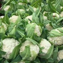 白花菜花基地直供对接农户一手货源适合走超市发市场