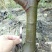 无花果树2~2.5m