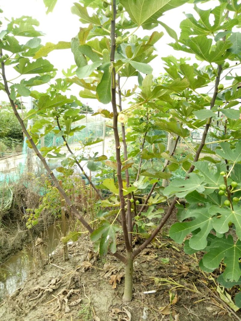 无花果树2~2.5m