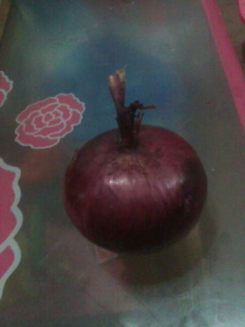 紫皮洋葱5~8厘米