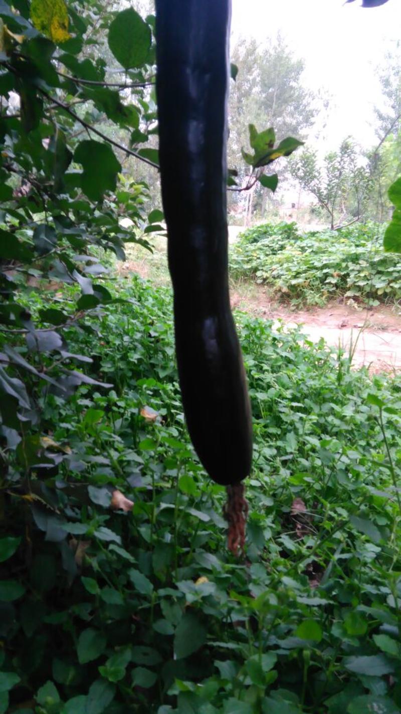 黑皮南瓜3~4斤以上长条形
