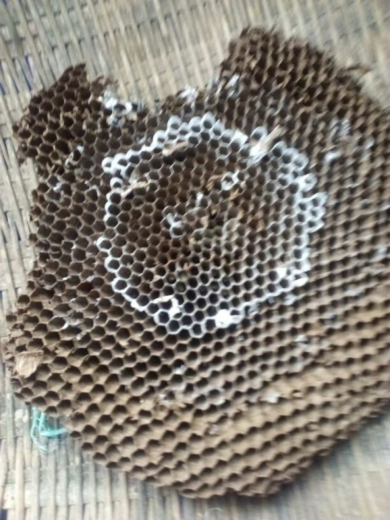 蜂巢
