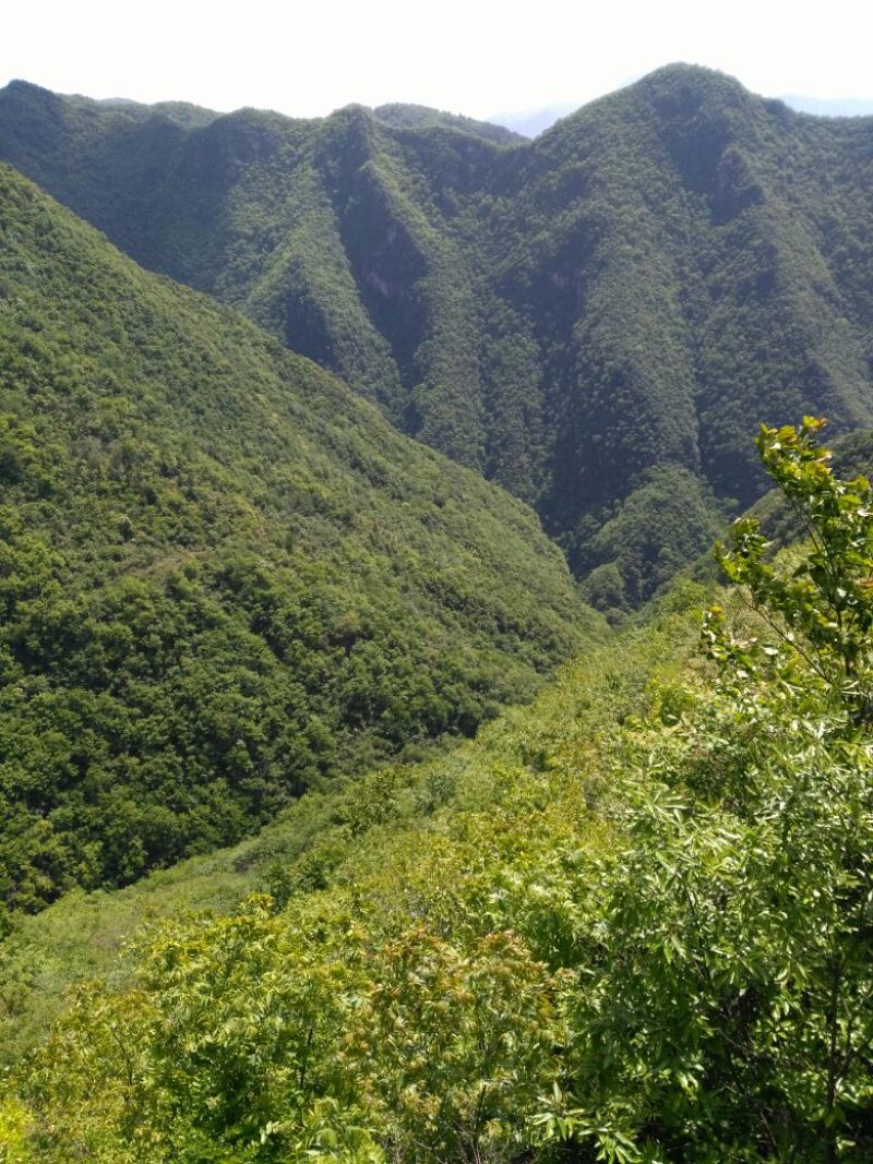 棕榈树5米